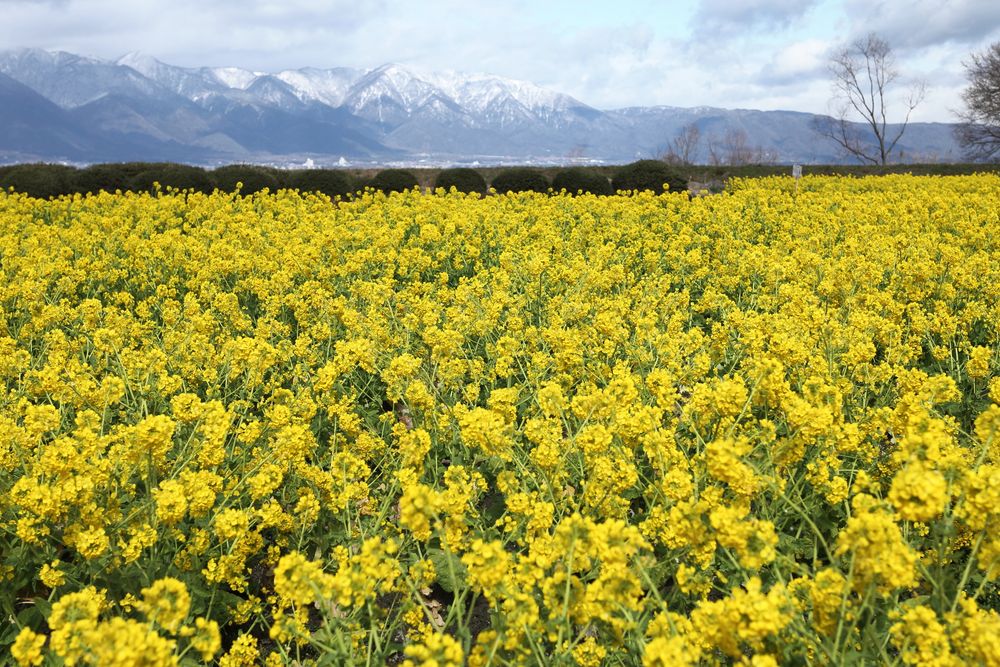 大津湖岸なぎさ公園の画像 - 4枚目