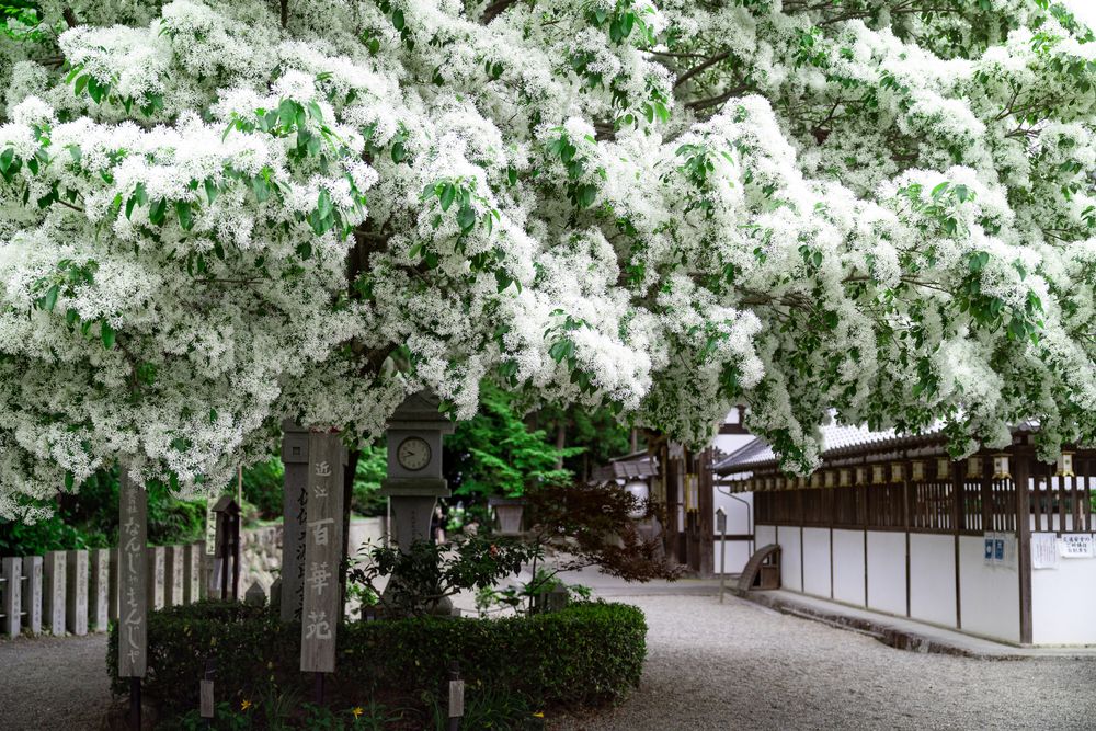 沙沙貴神社の画像 - 5枚目