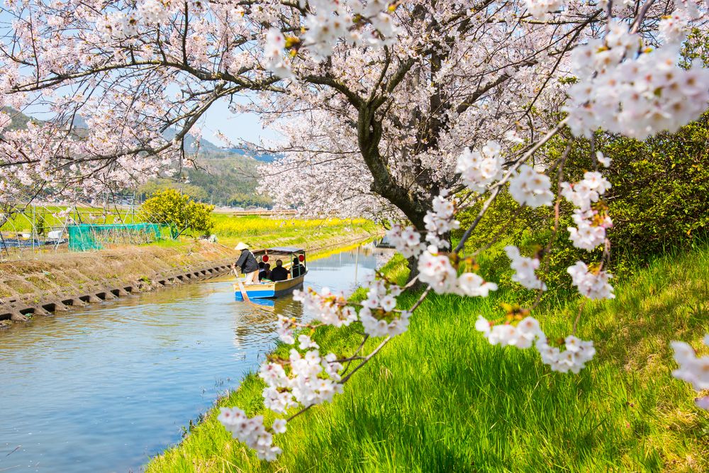 近江八幡和船観光協同組合 水郷めぐりの画像 - 3枚目