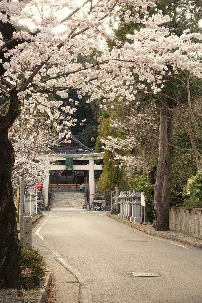 松尾神社の画像 - 2枚目