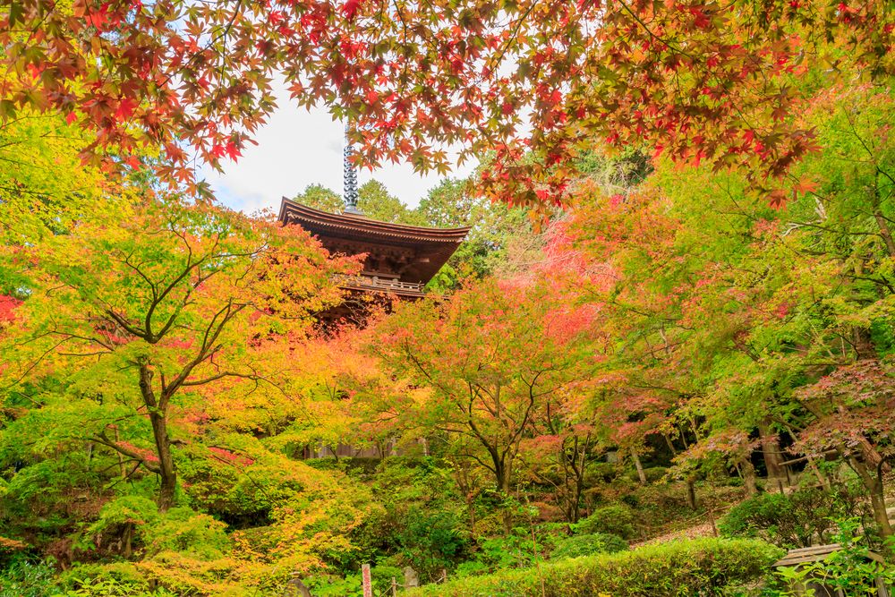 金剛輪寺の画像 - 3枚目