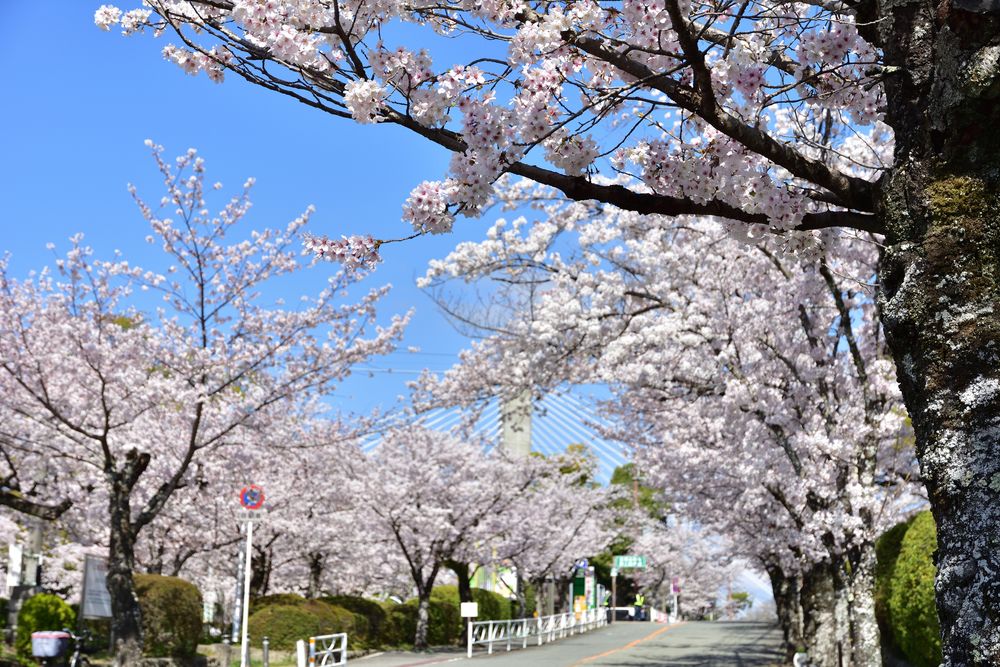 五月山公園の画像 - 3枚目