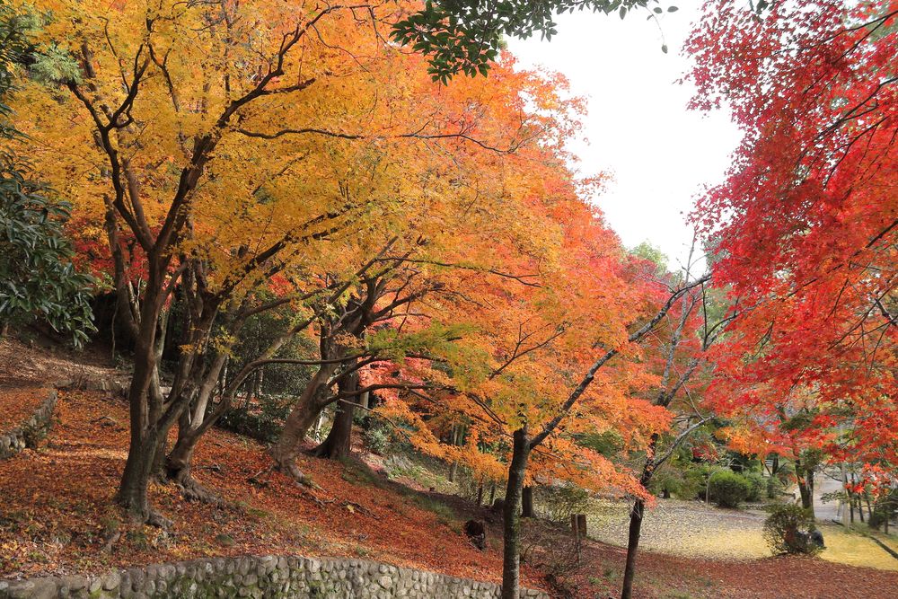五月山公園の画像 - 5枚目