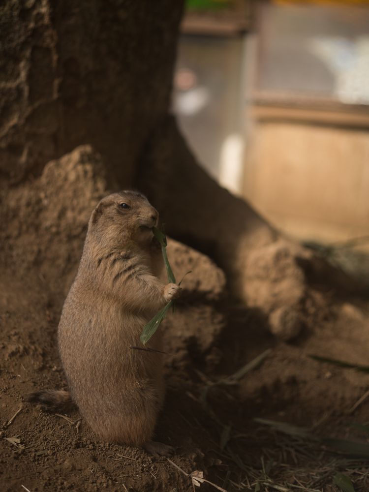 町田リス園の画像 - 4枚目