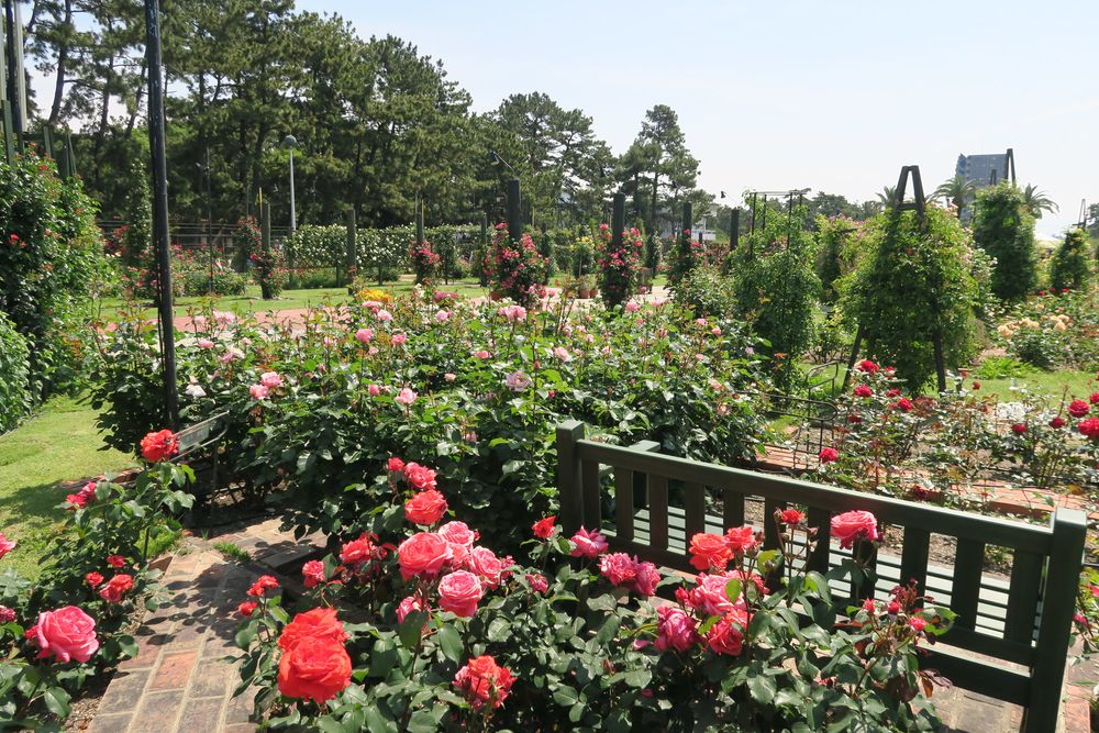 浜寺公園の画像 - 2枚目