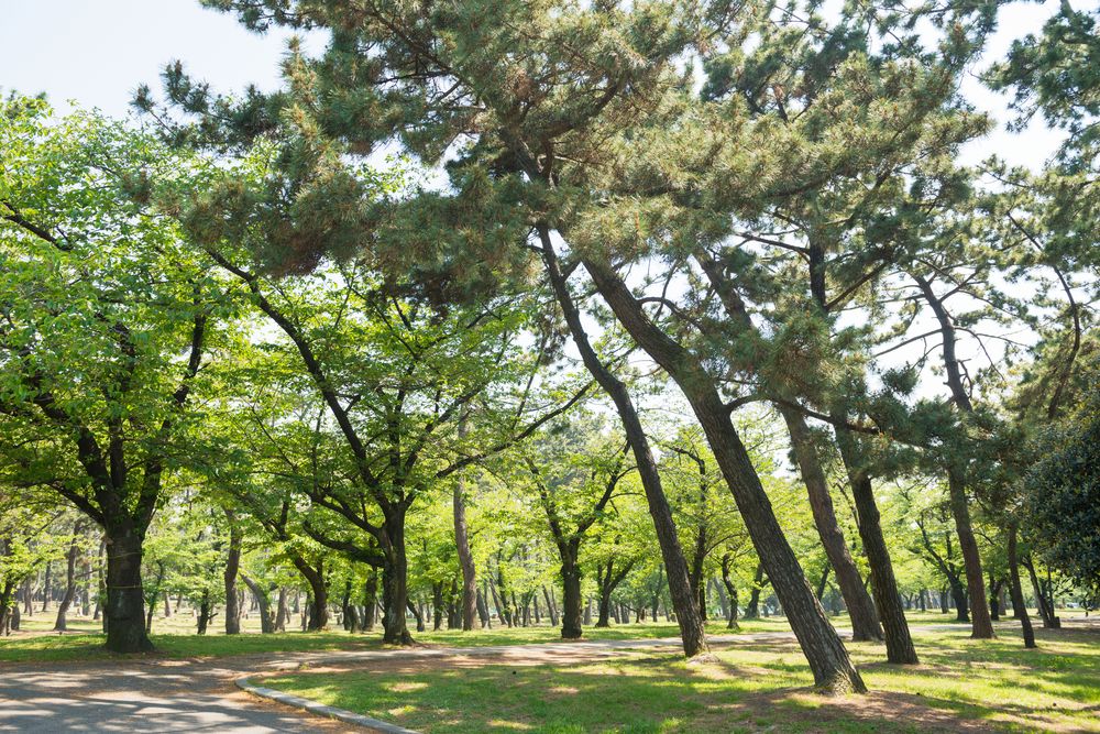 浜寺公園の画像 - 4枚目