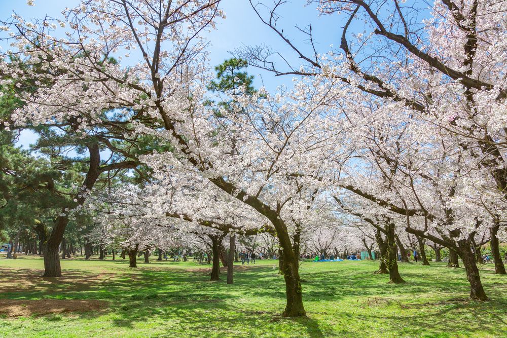 浜寺公園の画像 - 5枚目