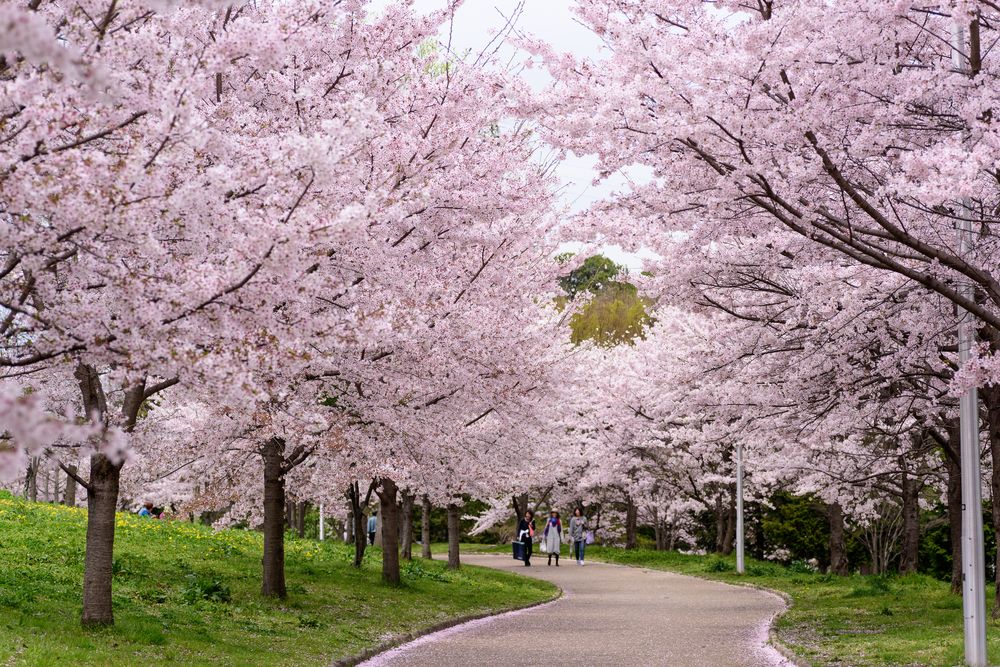 山田池公園の画像 - 2枚目