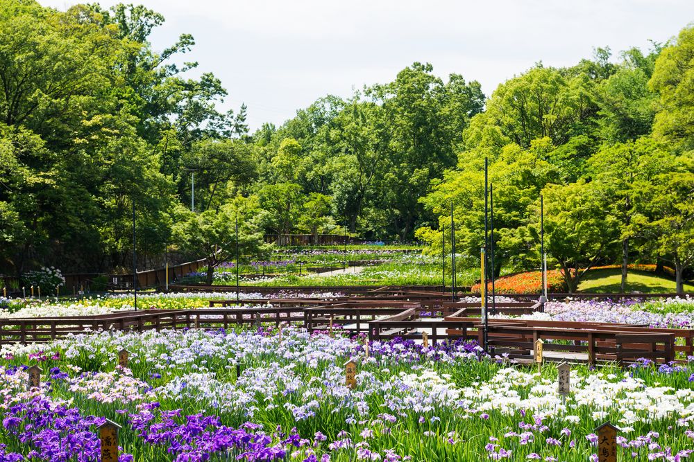 山田池公園の画像 - 3枚目