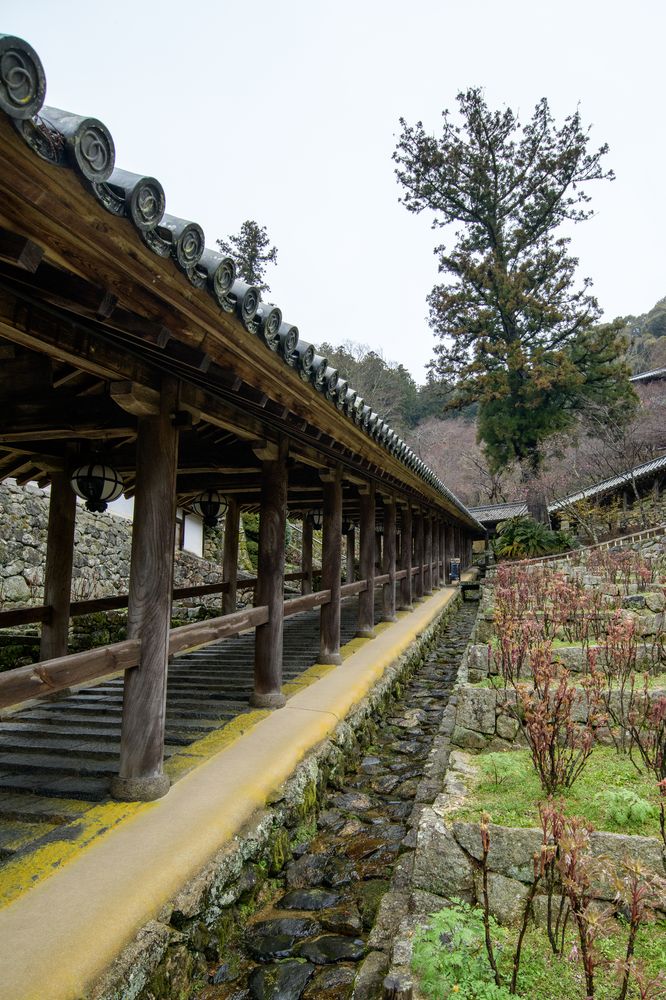 長谷寺　天狗杉の画像 - 2枚目