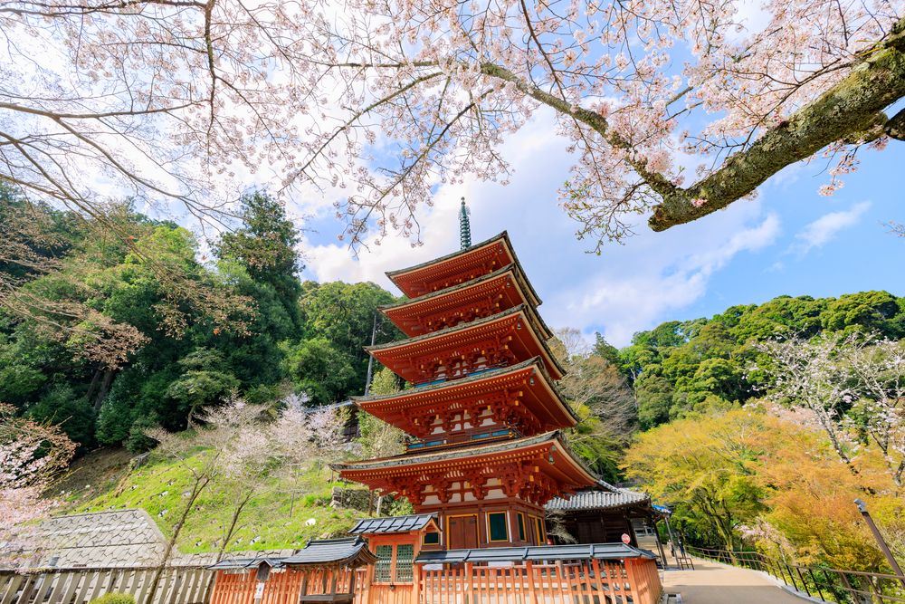 長谷寺　天狗杉の画像 - 3枚目