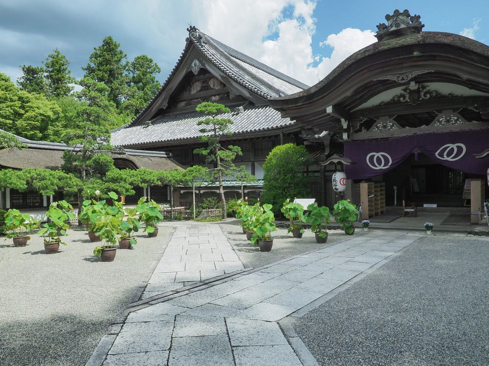 長谷寺　天狗杉の画像 - 5枚目