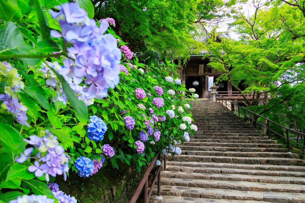 長谷寺　天狗杉の画像 - 6枚目