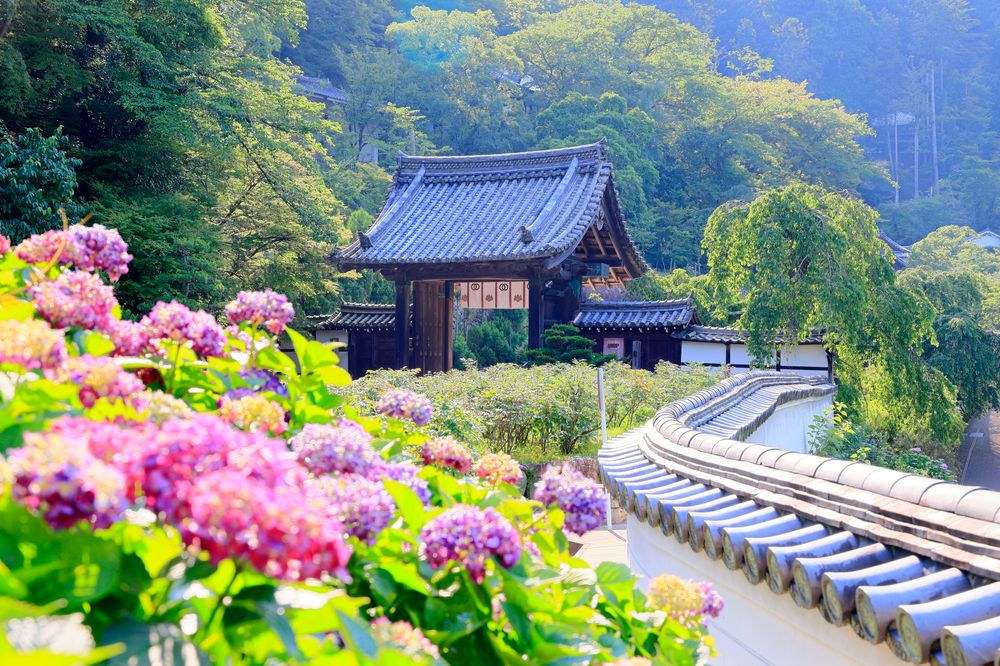 長谷寺　天狗杉の画像 - 8枚目