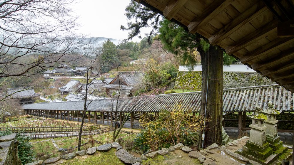 長谷寺　天狗杉の画像 - 9枚目