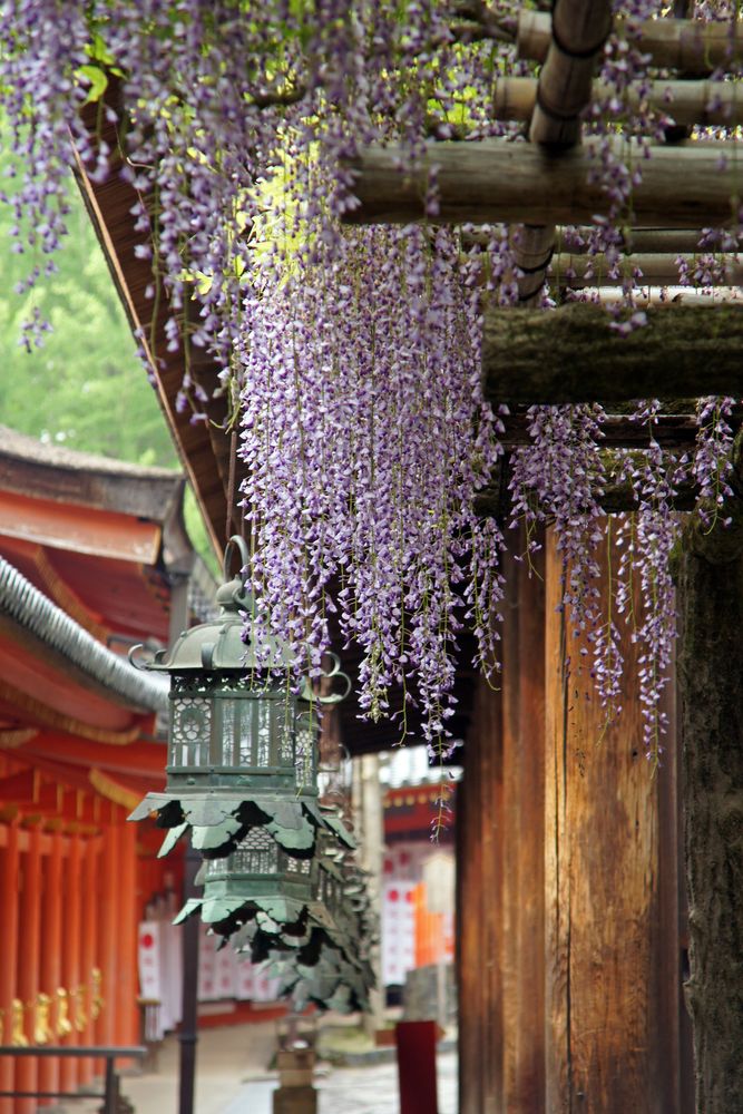 春日大社の砂ずりの藤の画像 - 2枚目