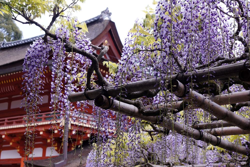 春日大社の砂ずりの藤の画像 - 3枚目