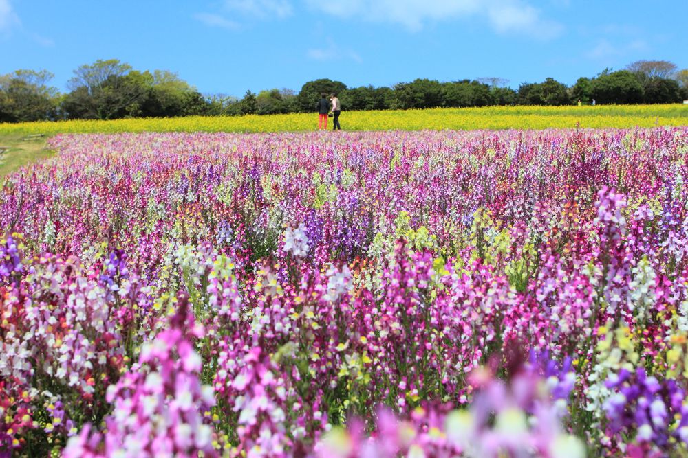 兵庫県立公園あわじ花さじきの画像 - 2枚目