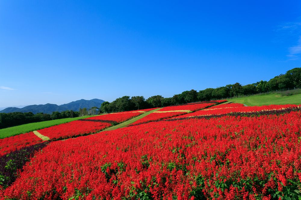 兵庫県立公園あわじ花さじきの画像 - 3枚目