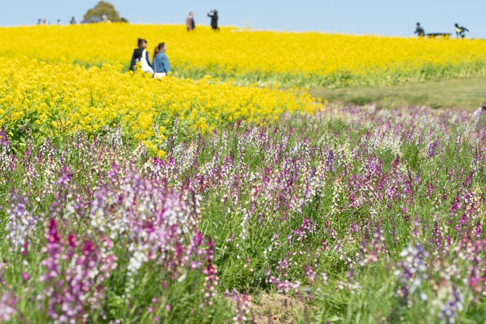 兵庫県立公園あわじ花さじきの画像 - 4枚目
