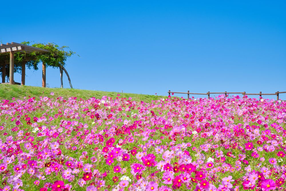 兵庫県立公園あわじ花さじきの画像 - 5枚目