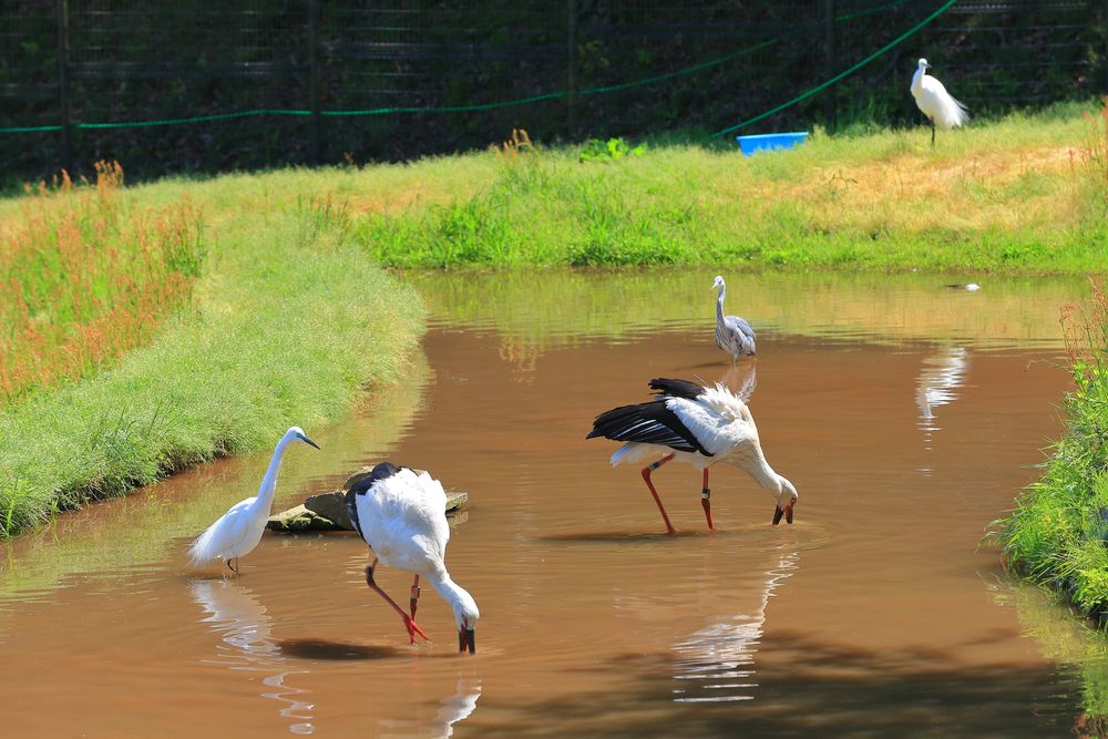 兵庫県立コウノトリの郷公園の画像 - 2枚目