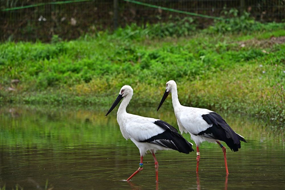 兵庫県立コウノトリの郷公園の画像 - 5枚目