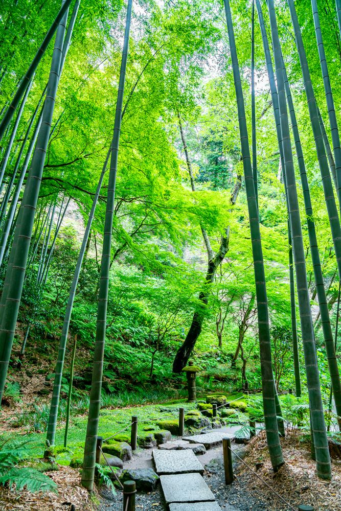 報国寺の画像 - 3枚目