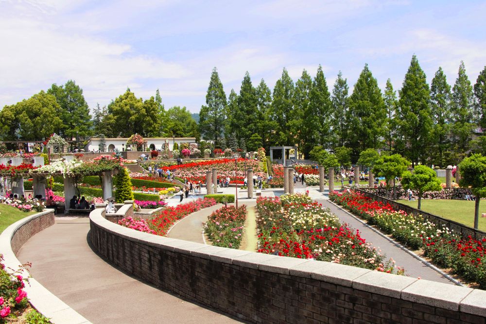 荒牧バラ公園の画像 - 2枚目