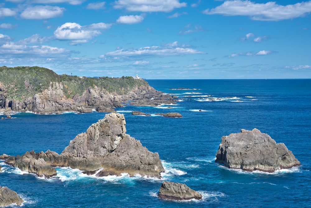 海金剛の画像 - 3枚目