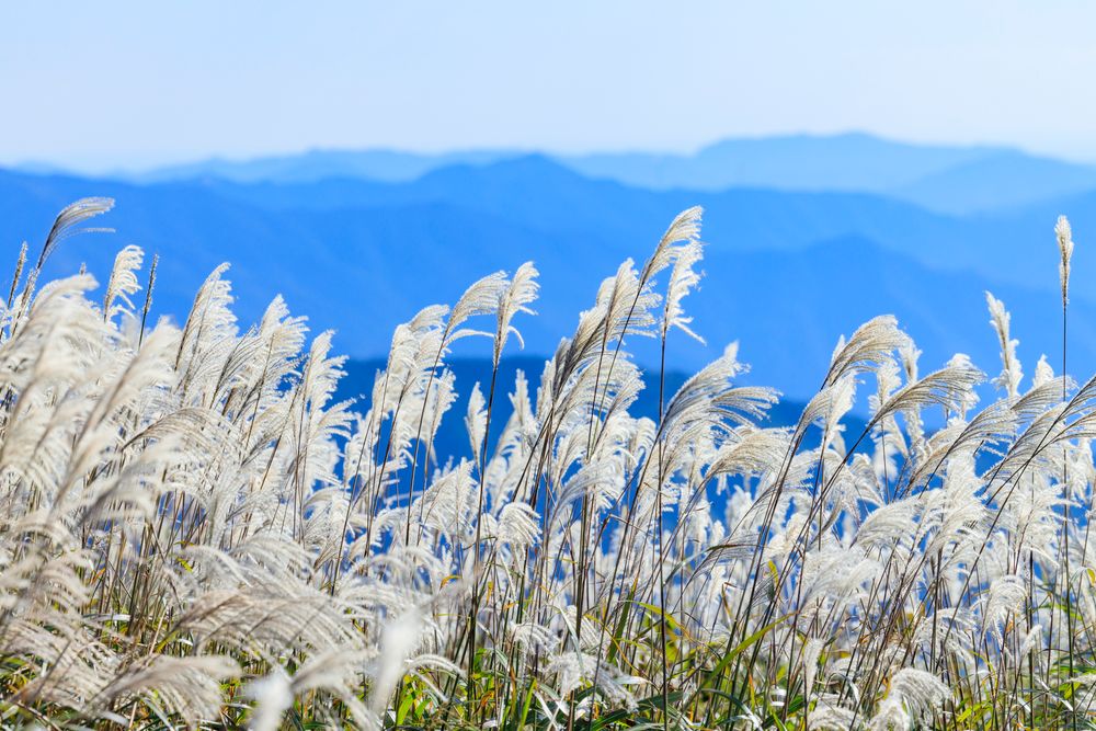 生石高原の画像 - 2枚目