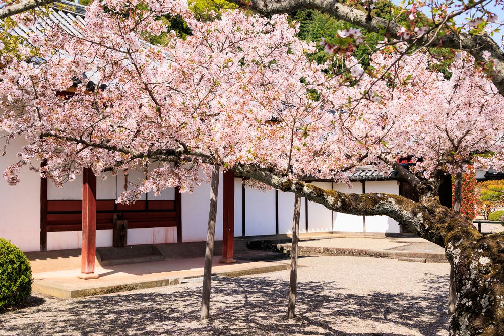 粉河寺の画像 - 5枚目