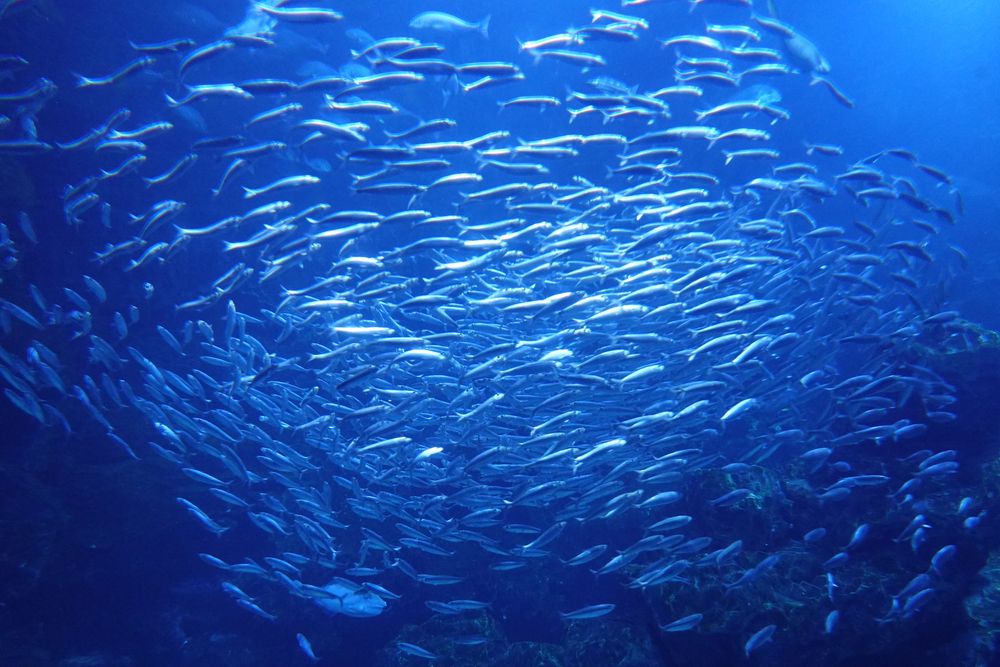 京都水族館の画像 - 3枚目