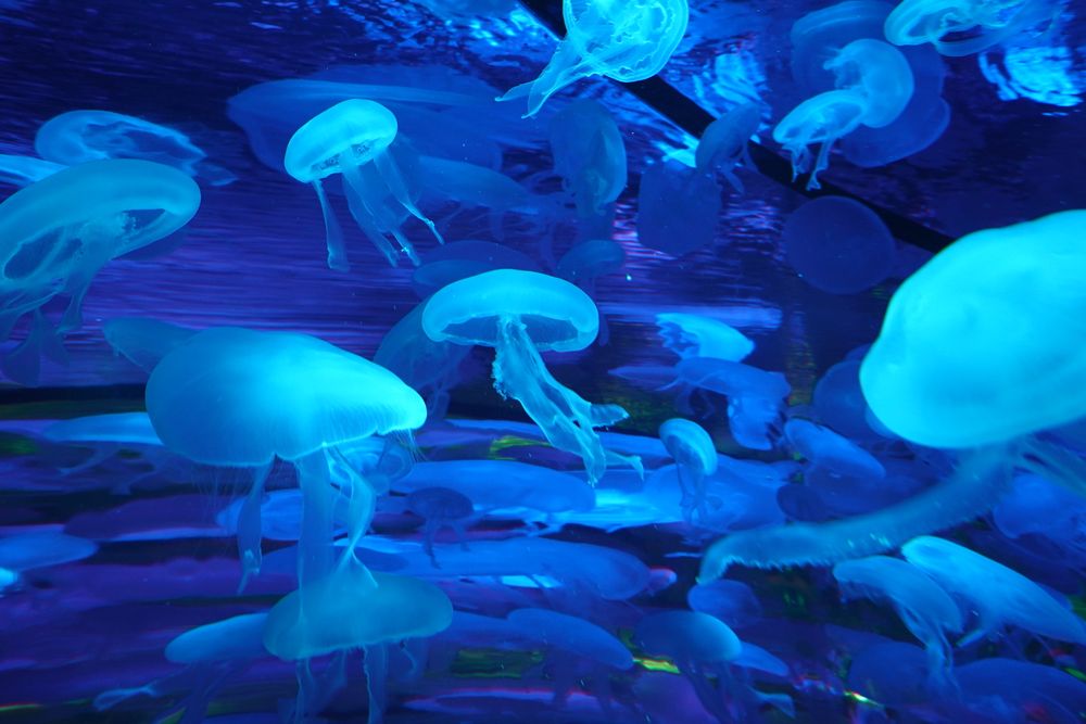 京都水族館の画像 - 4枚目