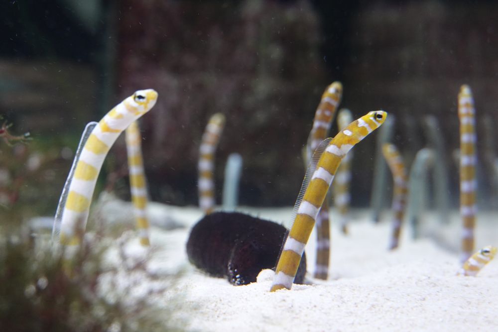 京都水族館の画像 - 5枚目