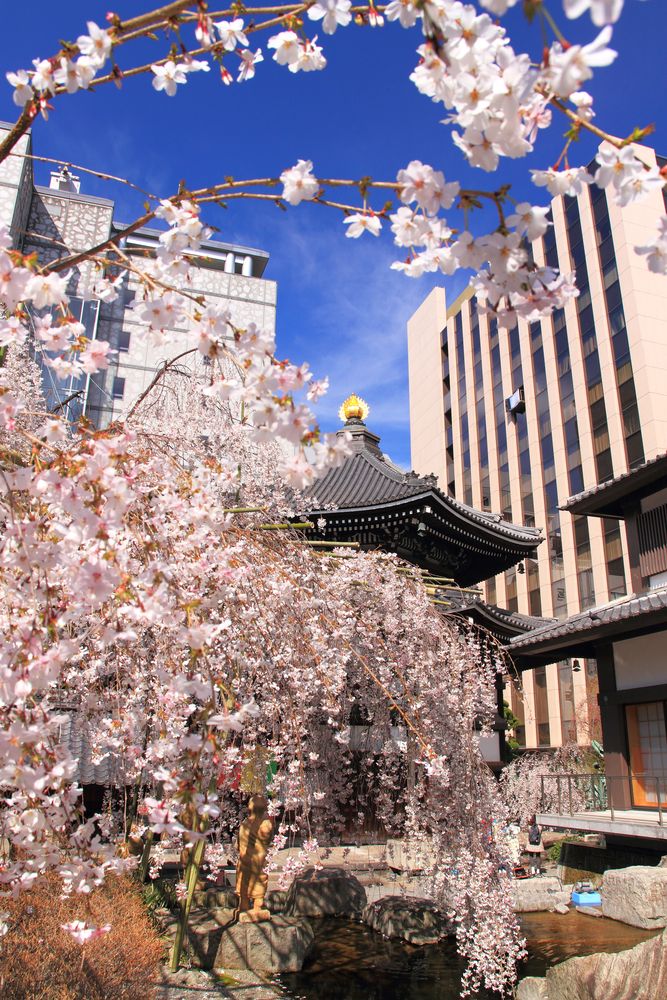 頂法寺（六角堂）の画像 - 2枚目