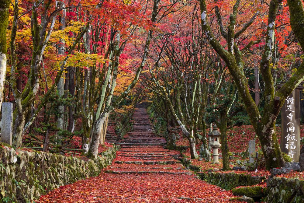 鶏足寺の画像 - 2枚目
