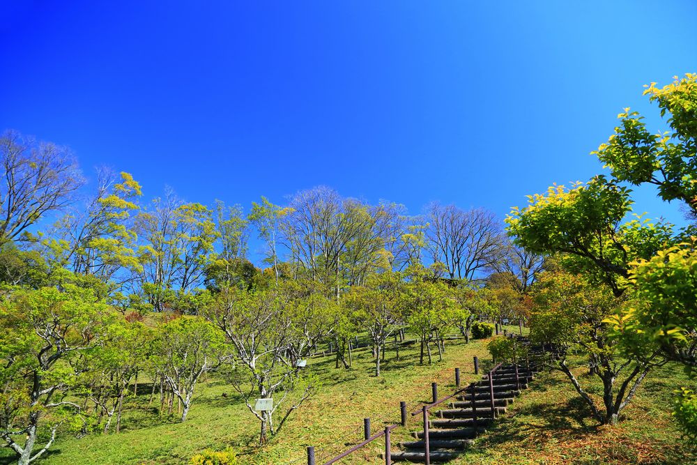 錦織公園の画像 - 2枚目