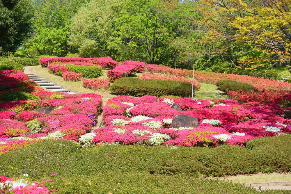 錦織公園の画像 - 3枚目