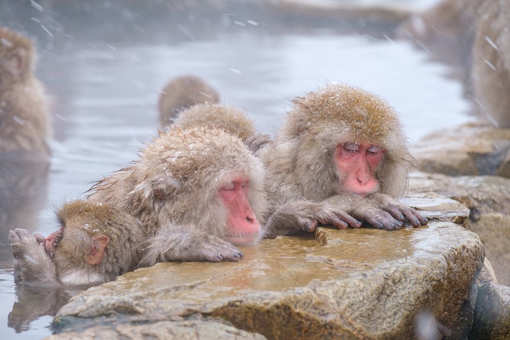 地獄谷野猿公苑 の画像 - 4枚目