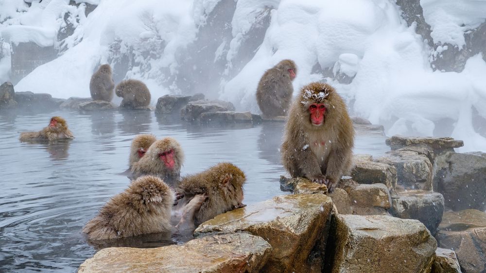 地獄谷野猿公苑 の画像 - 5枚目