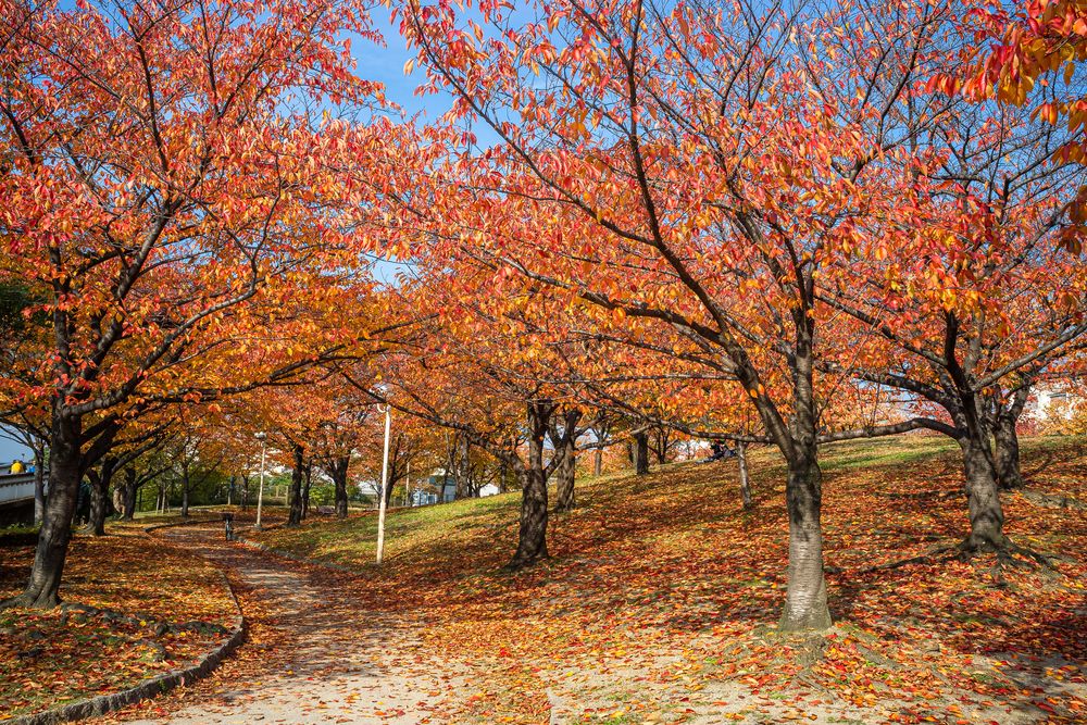 毛馬桜之宮公園の画像 - 2枚目