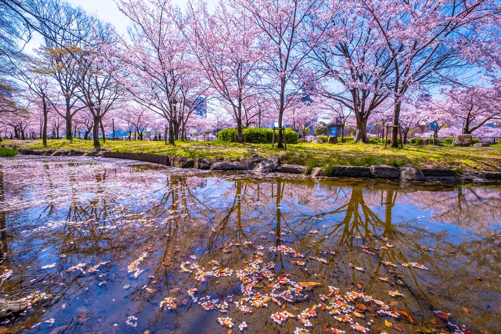 毛馬桜之宮公園の画像 - 4枚目