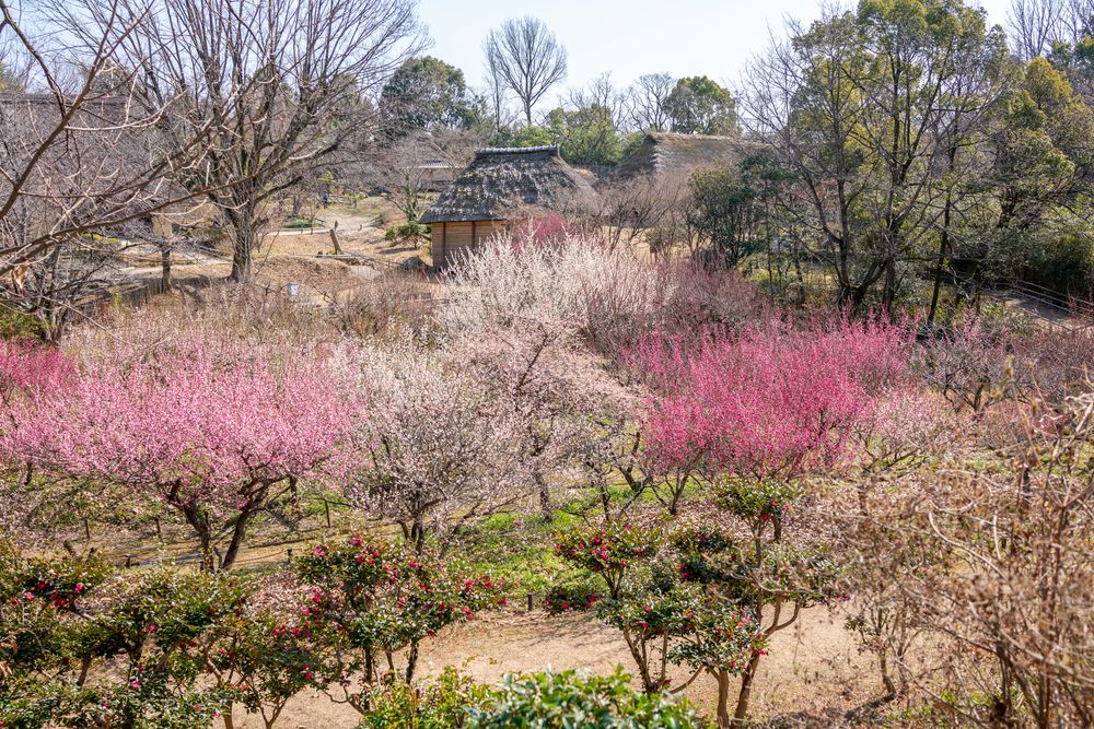 日本民家集落博物館の画像 - 5枚目