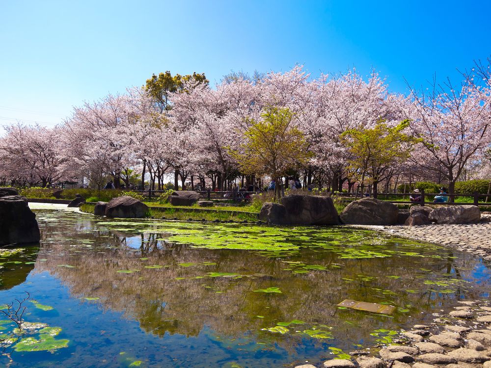 深北緑地の画像 - 3枚目