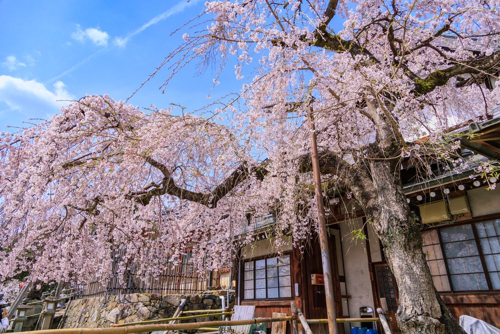 氷室神社の画像 - 5枚目