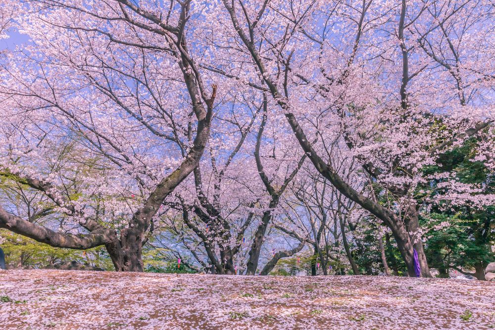 飛鳥山公園の画像 - 2枚目