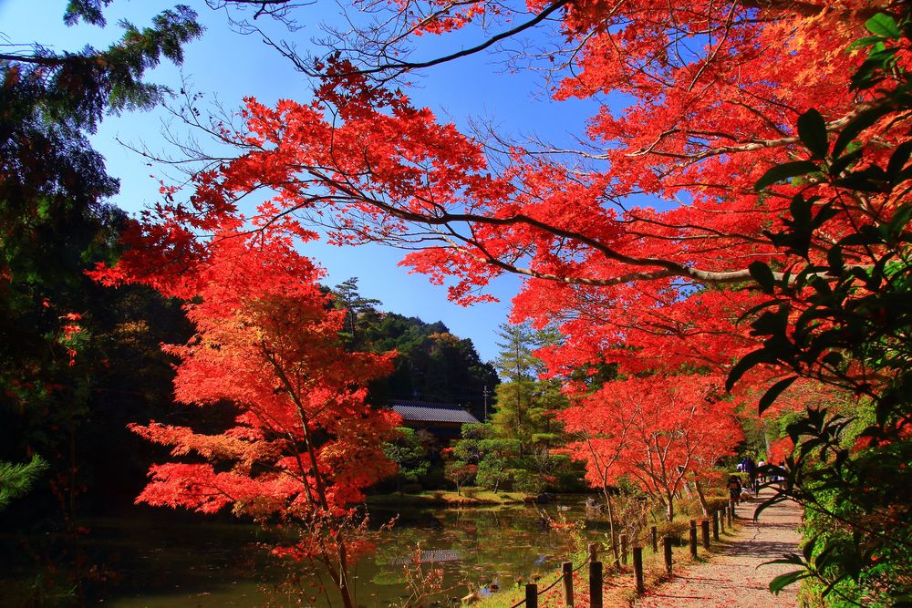 圓成寺の画像 - 6枚目