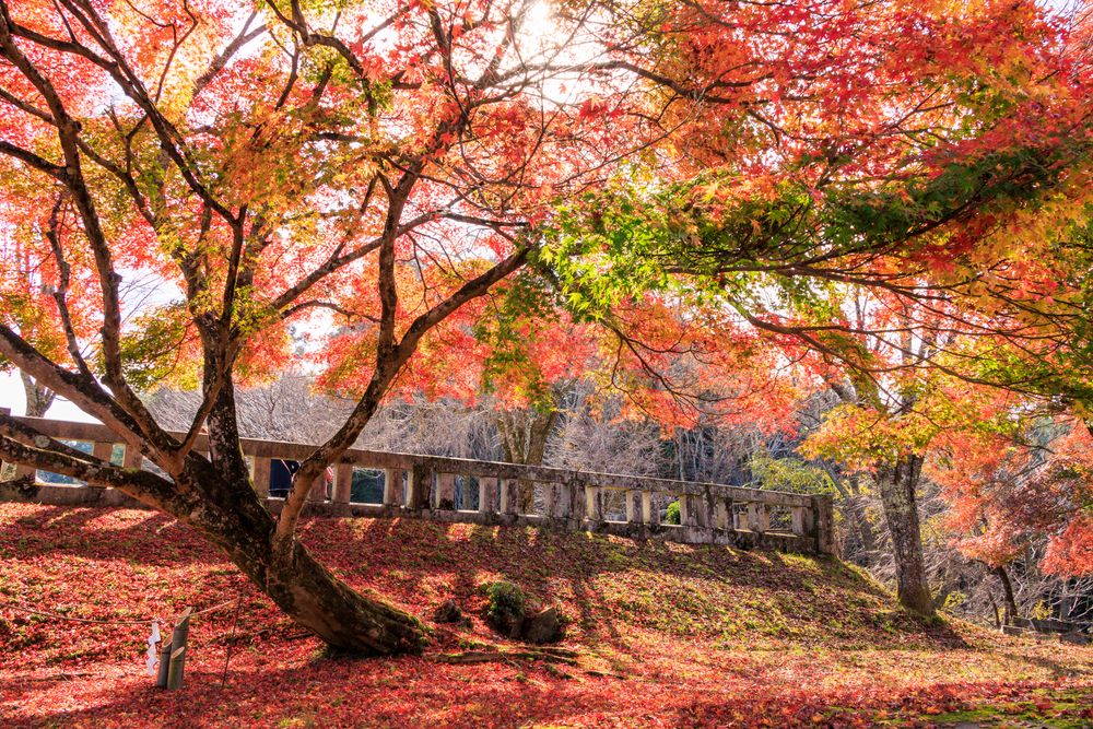 吉野神宮の画像 - 5枚目