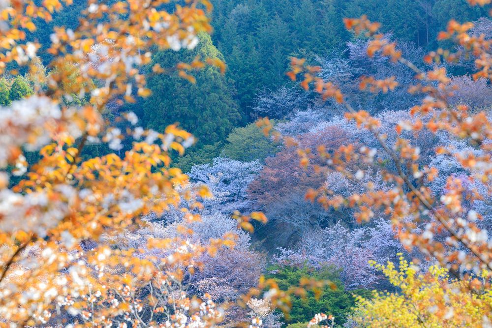 花矢倉展望台の画像 - 5枚目